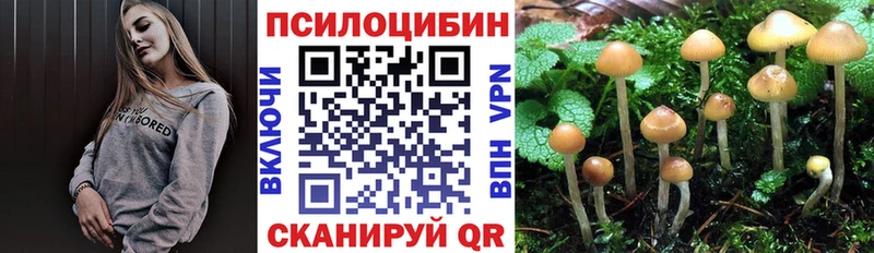 Купить  Губкинский  Псилоцибиновые грибы Psilocybine cubensis 